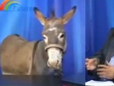 بالفيديو.. حوار مع حمار على قناة .....